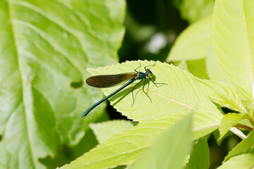 A Beautiful Demoiselle sitting on a green leaf.