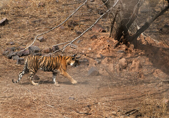 Fototapeta na wymiar Krishna cub at Ranthambore Tiger Reserve. Photograph taken in between the bushes that shows blur effect