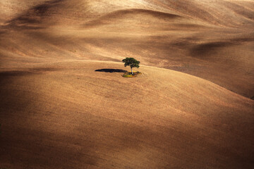 solitario