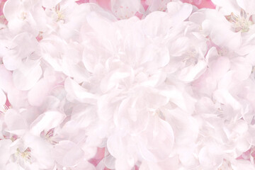 Delicate abstract background with white and pink petals of spring flowers, natural soft texture