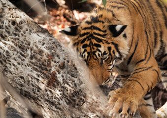 Cub of tigress Krishna near a tree trunk, Ranthambore Tiger Reserve
