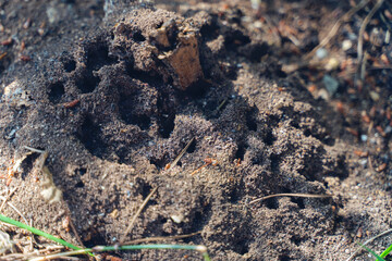 Worker ants in a natural anthill, detail of wild life in nature