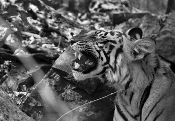 Tigress Krishna cub yawning, Ranthambore, a monochrome image