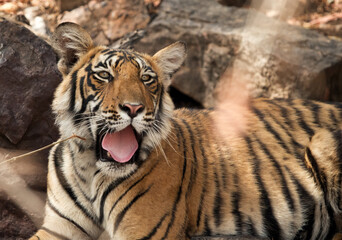 Cub of Tigress Krishna, Ranthambore Tiger Reserve