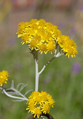 Weißfilziges Greiskraut mit gelben Blüten