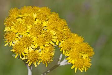 Weißfilziges Greiskraut mit gelben Blüten