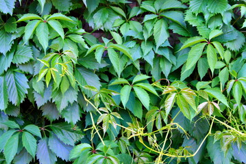 background green ivy close up