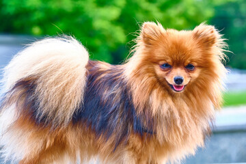 Little Fluffy beautiful dog. general plan color