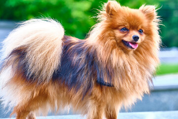 Little Fluffy beautiful dog. general plan color