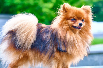 Little Fluffy beautiful dog. general plan color