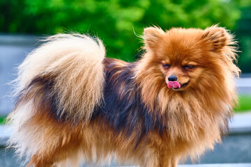 Little Fluffy beautiful dog. general plan color