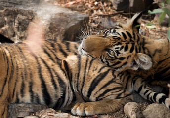 Krishna cubs resting under a tree at Ranthambore Tiger Reserve