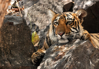 Krishna cub resting its face on the rock, Ranthambore