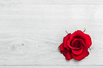 Close-up red rose bud on a light wooden background. Small drops of water on rose petals. Free space on the left side of the photo.