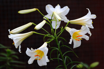 White lily flowers in a garden