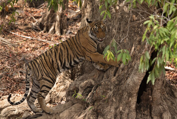Tigress Krishna cub holding the tree trunk, Ranthambore