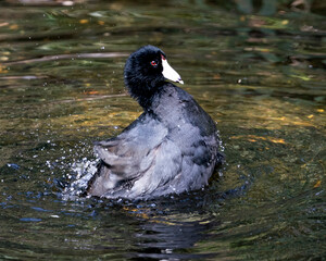American Coot Bird Stock Photo. Image. Portrait. Picture. Swimming. Black colour. Bathing.