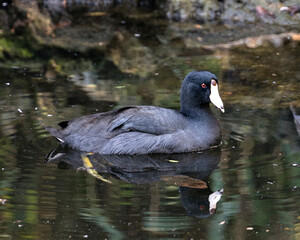 American Coot Bird Stock Photo. Image. Portrait. Picture. Close-up profile view in the water with reflection. Black colour.