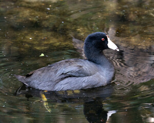 American Coot Bird Stock Photo. Image. Portrait. Picture. Close-up profile view in the water with reflection. Black colour.