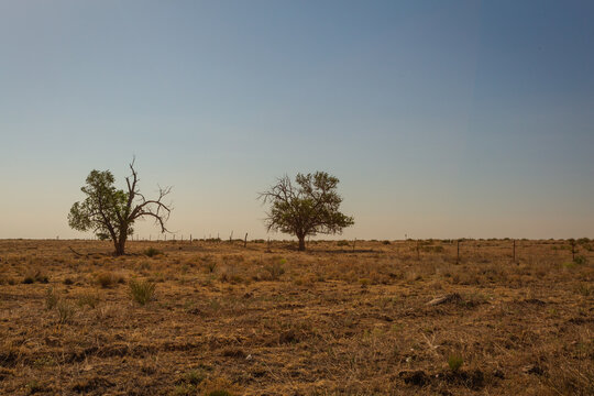 Isolated trees in barren, harsh, prairie landscape