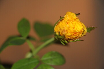 bloom
