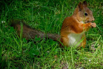 Naklejka na ściany i meble red squirrel on a background of green grass