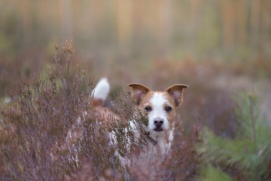 Dog in the colors of heather. jack russell terrier in the forest