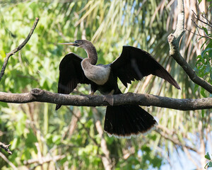 Anhinga Bird Photo.  Anhinga Bird close-up profile view perched on a branch with blur background. Anghinga bird picture. Anghinga bird portrait.  Anghinga bird image. Spread wings.