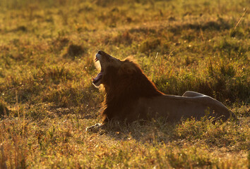 Lion yawning in the morning light, Masai Mara