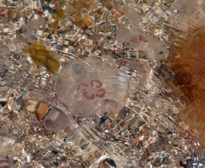 Rote Qualle in der Ostsee