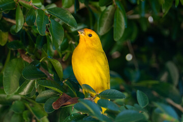 Atlantic Canary, a small Brazilian wild bird.The yellow canary Crithagra flaviventris is a small passerine bird in the finch family. 