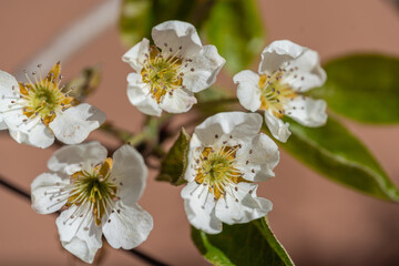 Common Pear Flower, Pyrus sp.