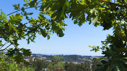 View from the mountain into the distance to the horizon through an arch of oak branches.