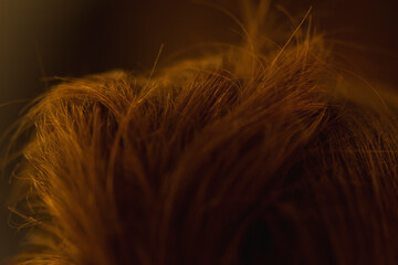 Detalle de pelo colorado
