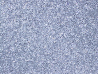 Human Brain Endothelial Cells (hCMEC/D3 cells) were captured by Light Microscope (40x)