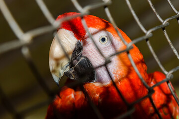 Beautiful Red Parrot in captivity © nedomacki