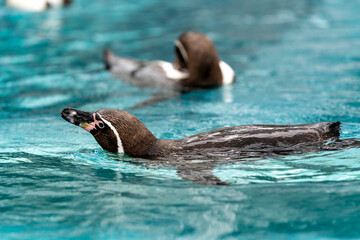 [動物]フンボルトペンギン