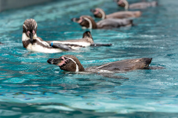 Fototapeta premium [動物]フンボルトペンギン