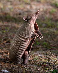 Armadillo Stock Photos.  Image. Portrait. Picture. Armadillo close-up profile view standing on its back legs and looking towards the sky in the field in its surrounding and environment.