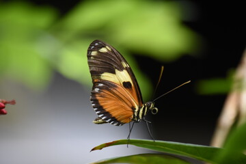 Fototapeta na wymiar Butterfly on Leaf