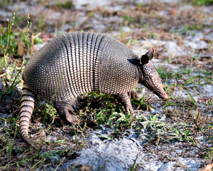 Armadillo Stock Photos.  Image. Portrait. Picture. Armadillo close-up profile view in the field enjoying its surrounding and environment displaying its body, head, eyes, ears, tail.