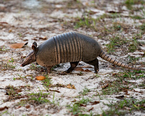 Armadillo Stock Photos.  Image. Portrait. Picture. Armadillo close-up profile view in the field enjoying its surrounding and environment while exposing its body, head, eyes, ears, tail.
