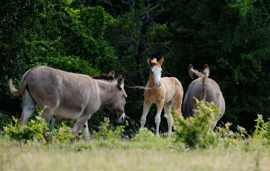 Foal horse playing with mini donkeys on farm, animal behavior concept of livestock.