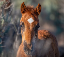 Wild Horse

