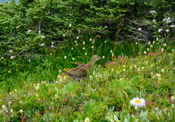 Baby Grouse Stretching it’s Wings