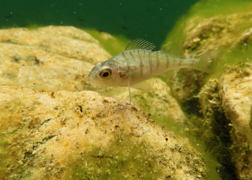 Unterwasseraufnahme von einem Stichling im Frauensee in Österreich. Ein  Fisch in einem Natursee
