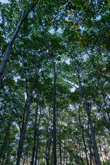 big beech trees in spring time