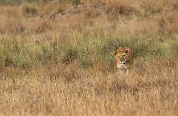 Lioness salking, Masai Mara