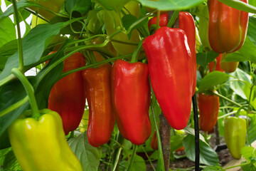 Several red sweet peppers ripen on a bush in a greenhouse
