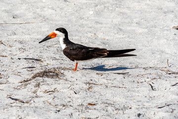 Black Skimmer